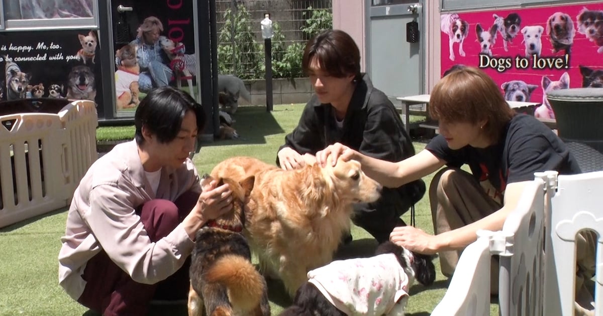 M!LK Members Help Rescue Dogs in Charity Trimming Event